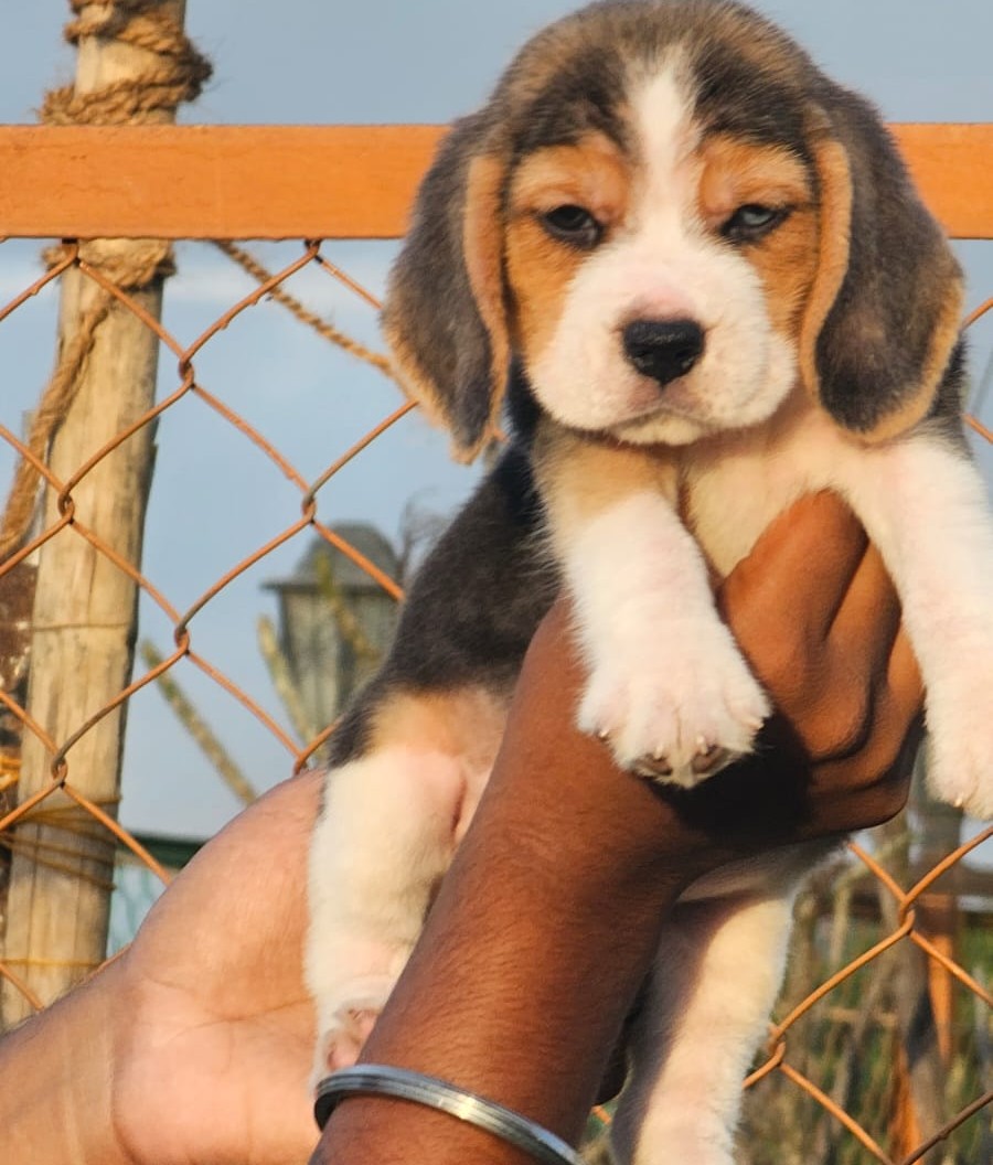 buy beagle puppies in goa