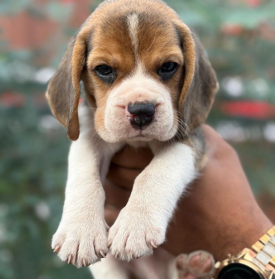 beagle puppy for sale in goa