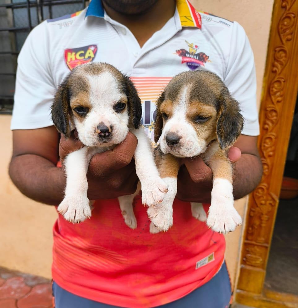 beagle dog breeder in goa