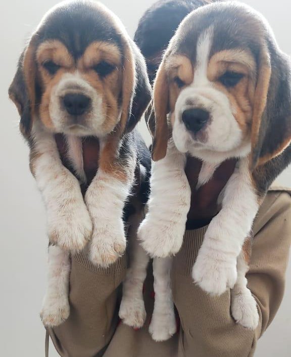 beagle pet shop in goa