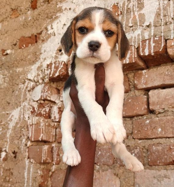 beagle puppies for sale online in goa