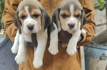 buy beagle puppy in jaipur