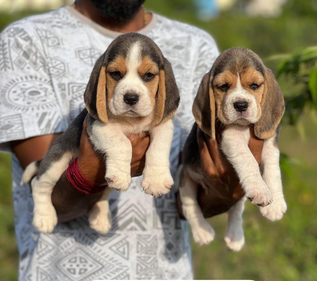 beagle pet shop in jaipur