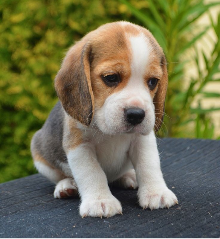 beagle dog price in vizag