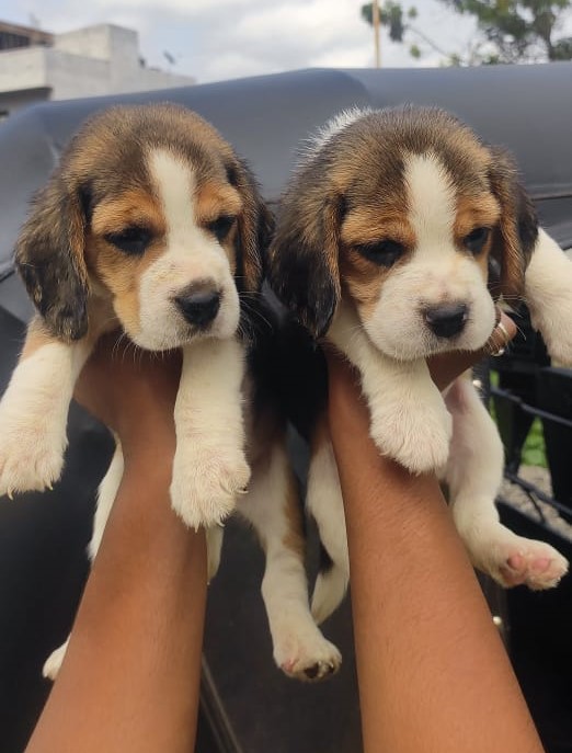 buy beagle puppy in vizag