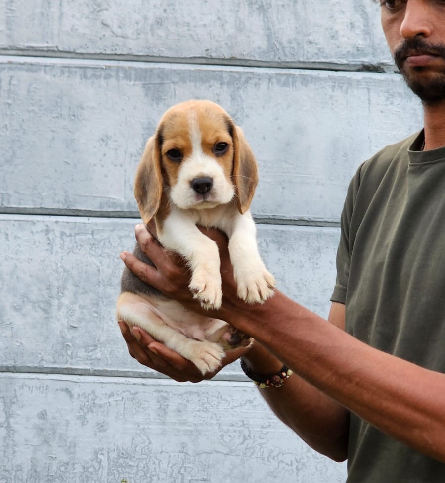 beagle dog breeder in vizag