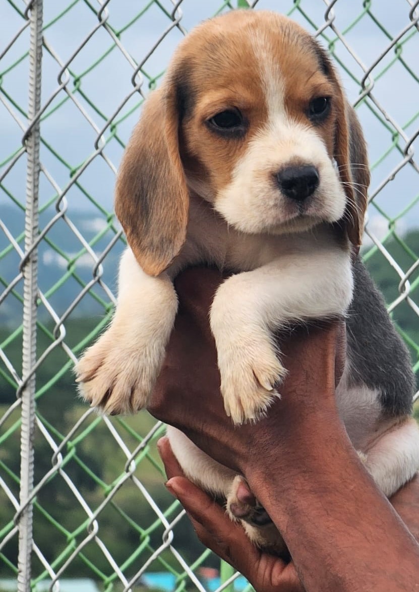 beagle puppies for sale online in vizag