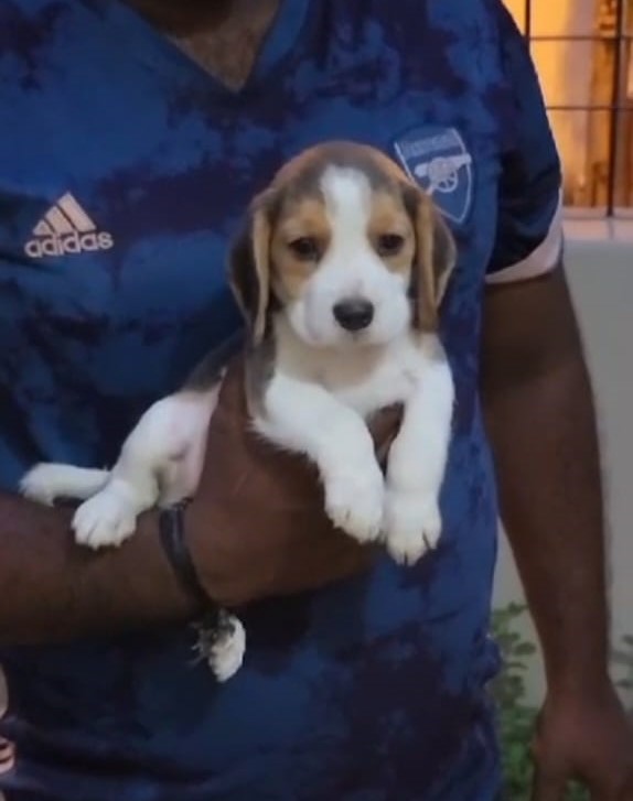 beagle pet shop in vizag