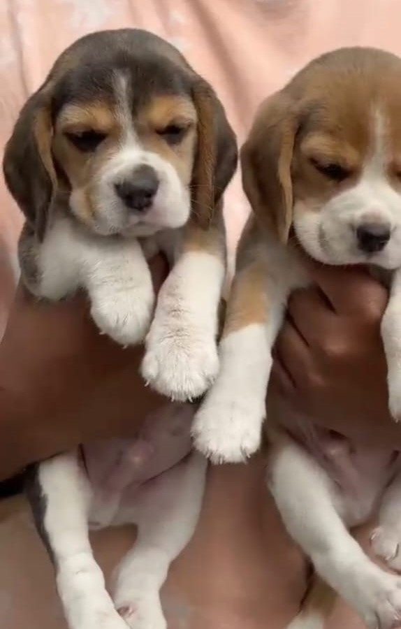 beagle male puppies price in vizag