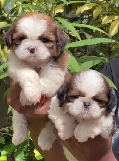 Shih Tzu puppy for sale in Kolkata