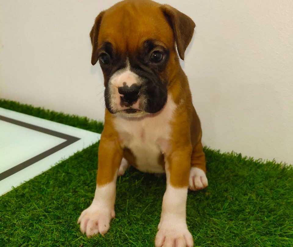 boxer dog breeder in mumbai