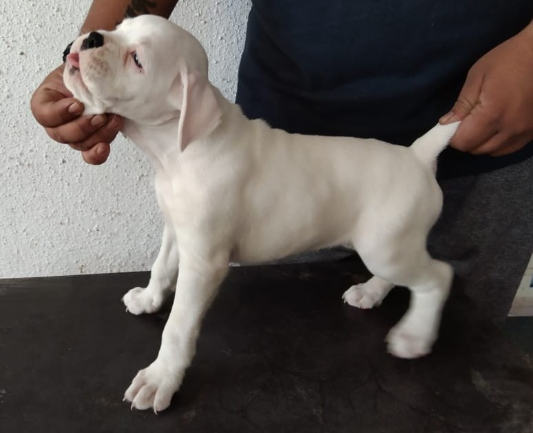 buy boxer puppies online in mumbai