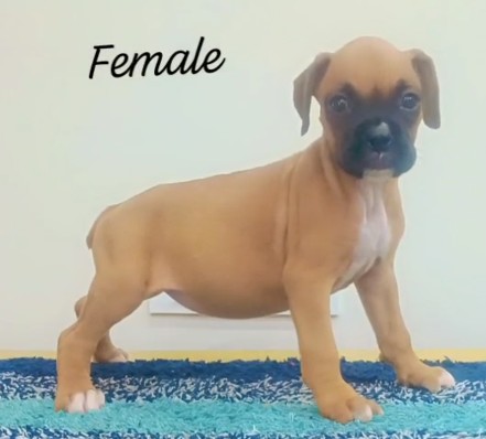 boxer dog price in mumbai