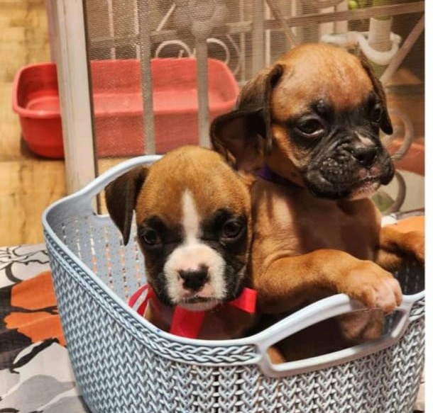 boxer dog for sale in mumbai