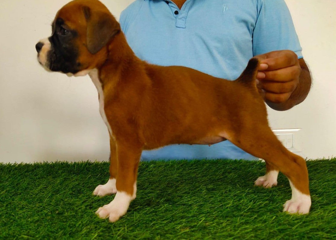 boxer male puppies for sale in mumbai