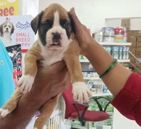 purebred boxer puppies for sale in mumbai