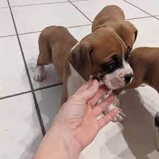 Boxer male puppy price in Bangalore