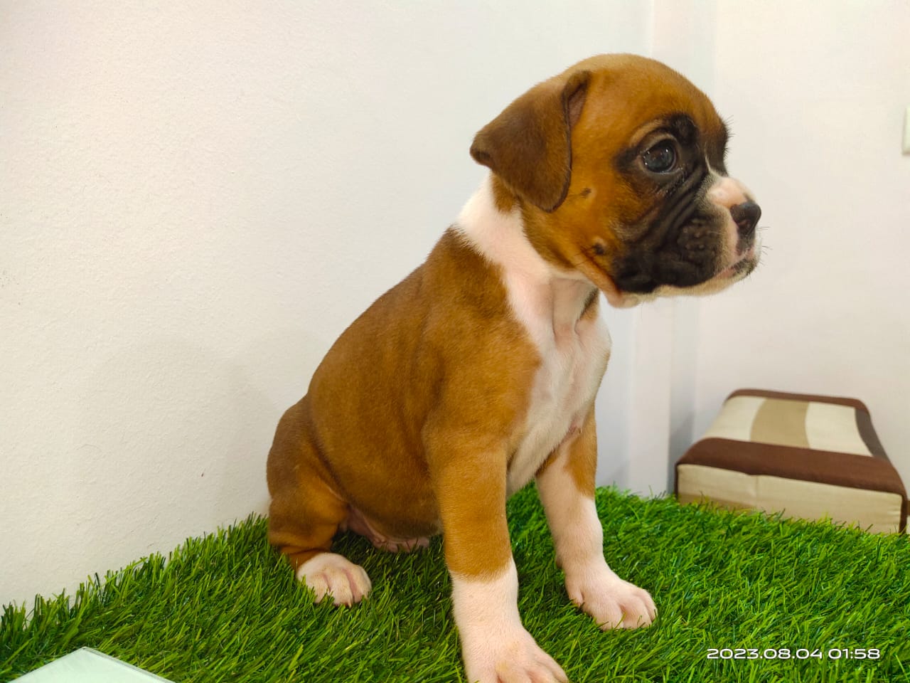 Boxer dog kennel in Bangalore