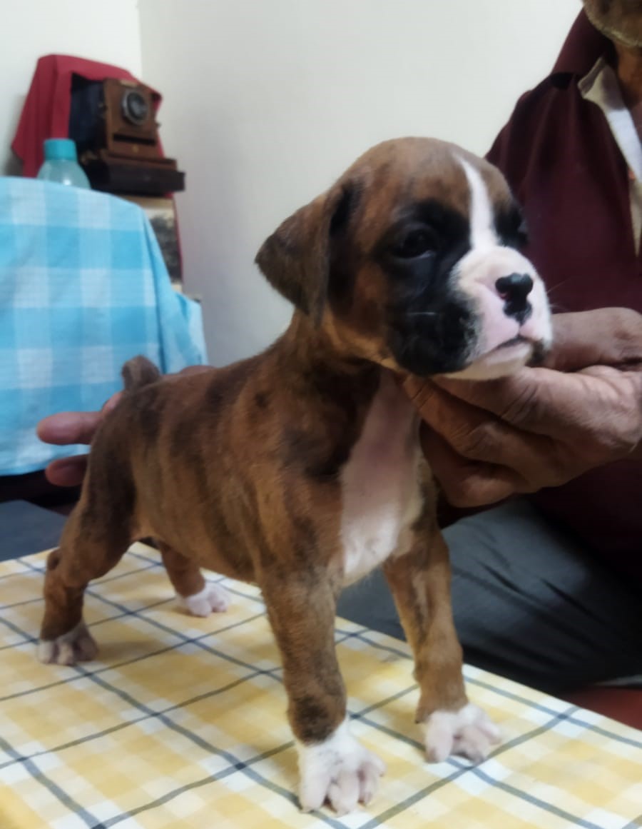 Boxer pet store in Bangalore