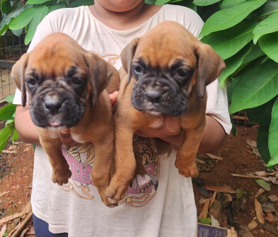 boxer dog price in pune