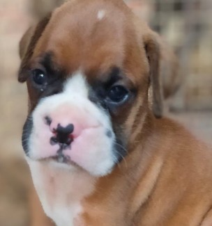 buy boxer puppies online in pune