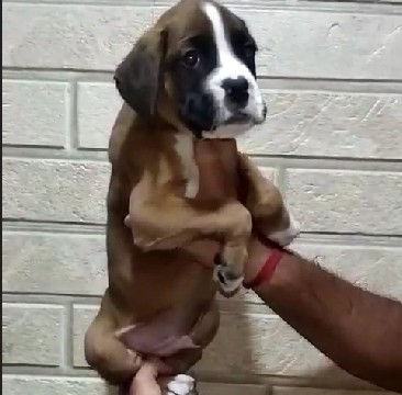 kci registered boxer puppies for sale in pune