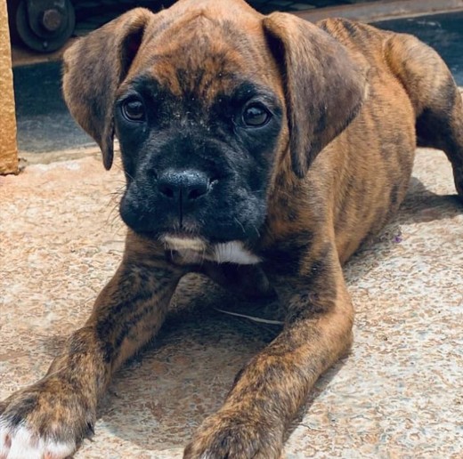 boxer dog breeder in pune