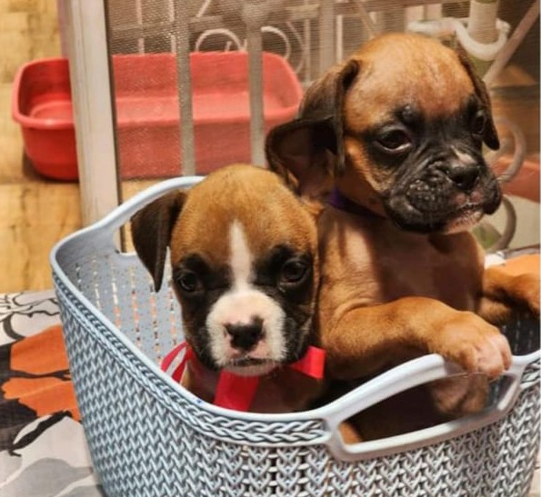 boxer pet shop in pune