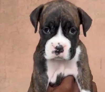 boxer puppy for sale online in pune