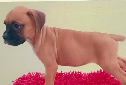 boxer dog kennel in pune