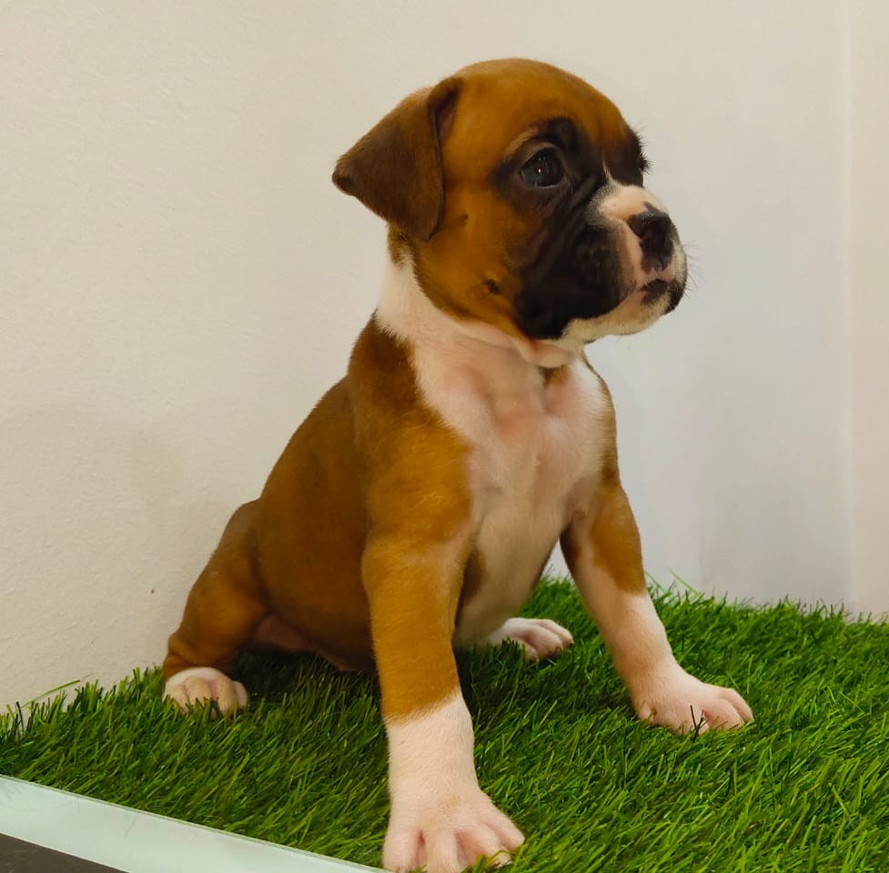 boxer puppies for sale online in ahmedabad