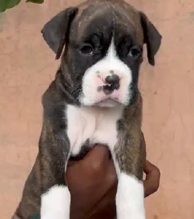 boxer dog breeder in ahmedabad