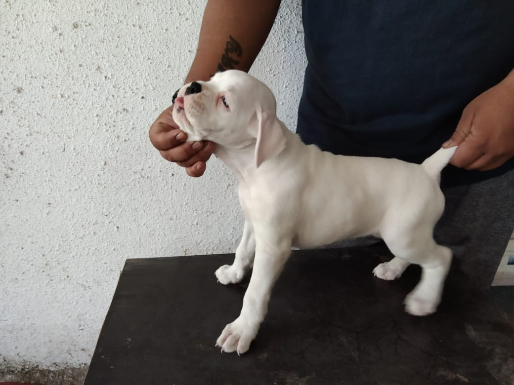 buy boxer puppies in ahmedabad