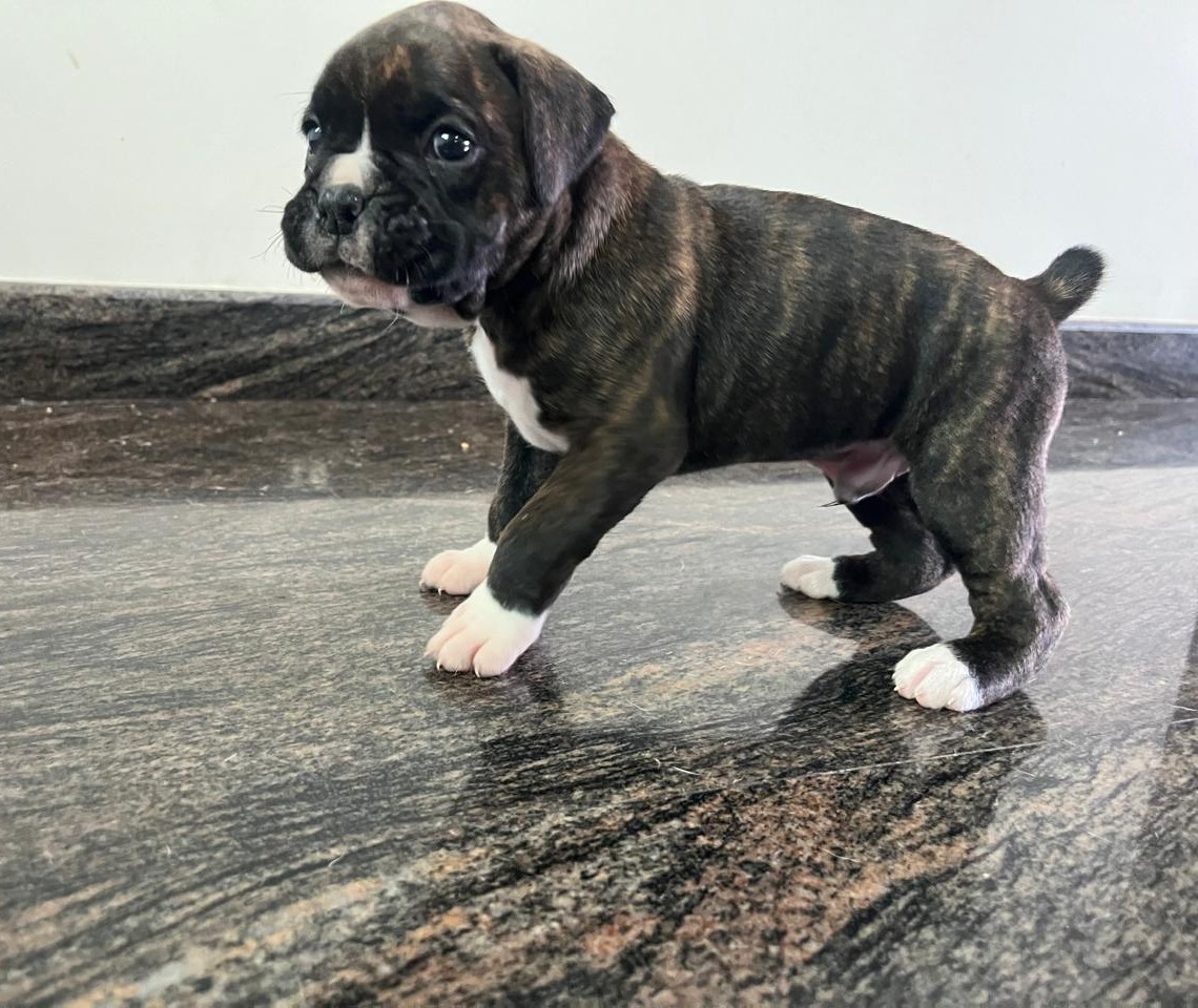 pure bred boxer puppy price in ahmedabad