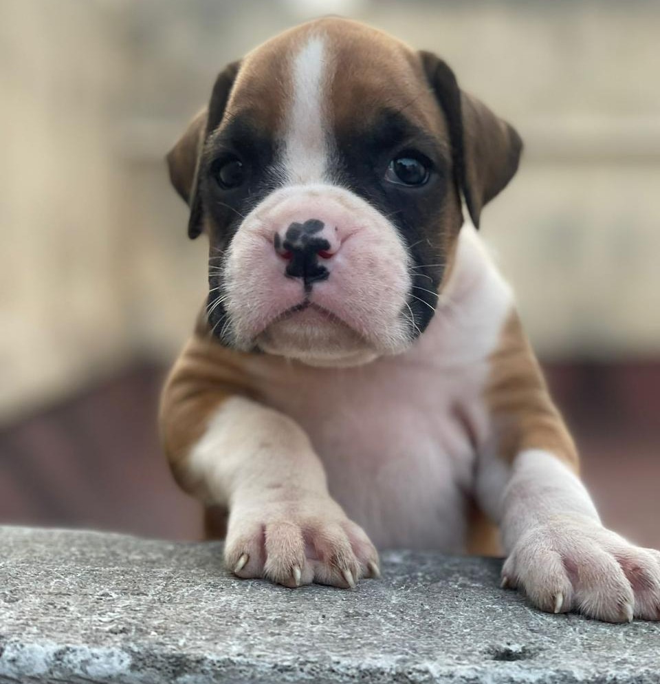 boxer dog price in ahmedabad