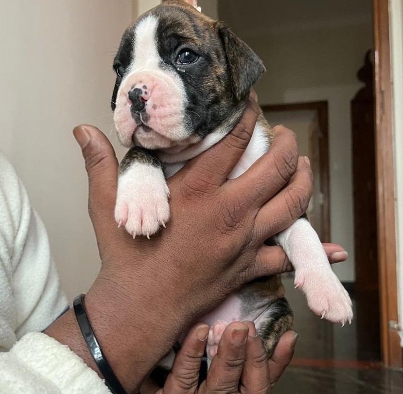 boxer puppy for sale in kolkata