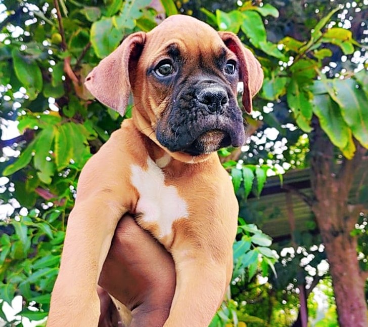 boxer dog price in kolkata