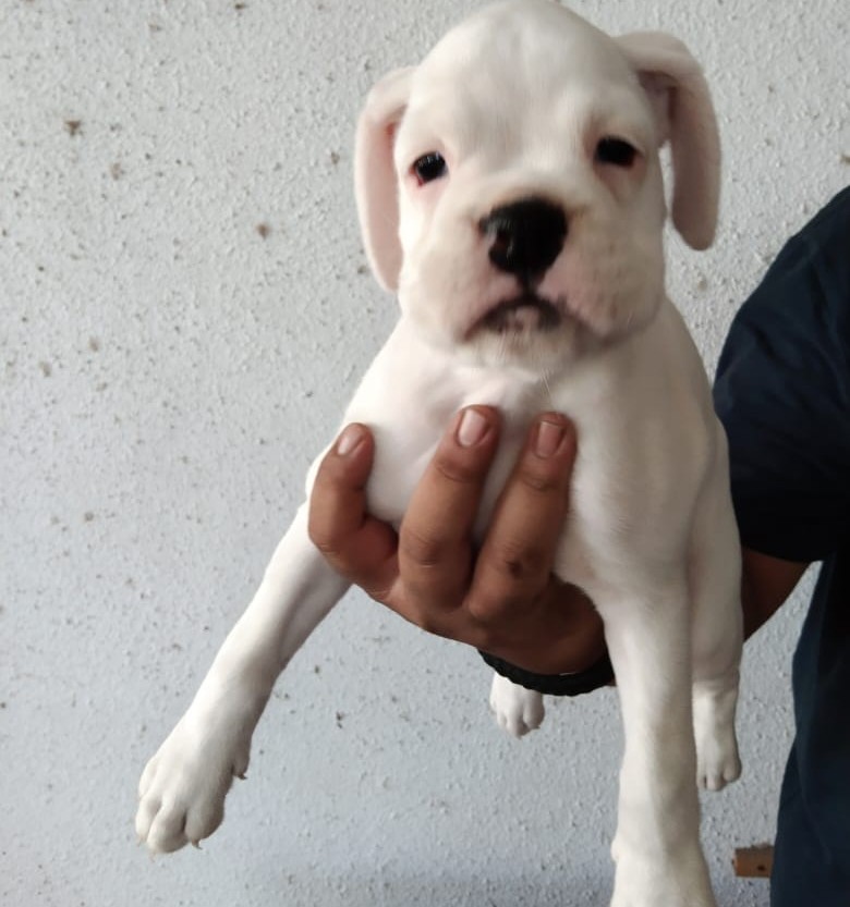 boxer puppies for sale online in kolkata