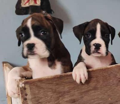 buy boxer puppies in kolkata