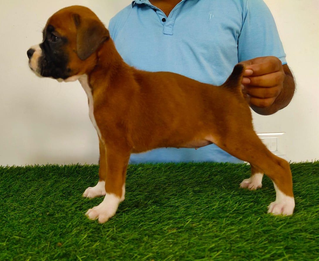 boxer dog for sale in kolkata