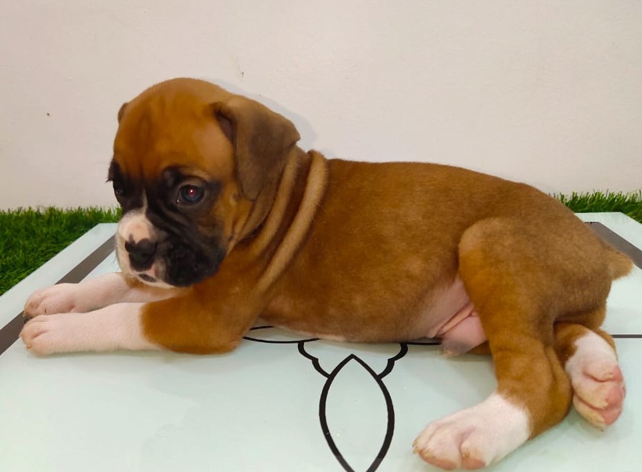 boxer puppy for sale at hyderabad