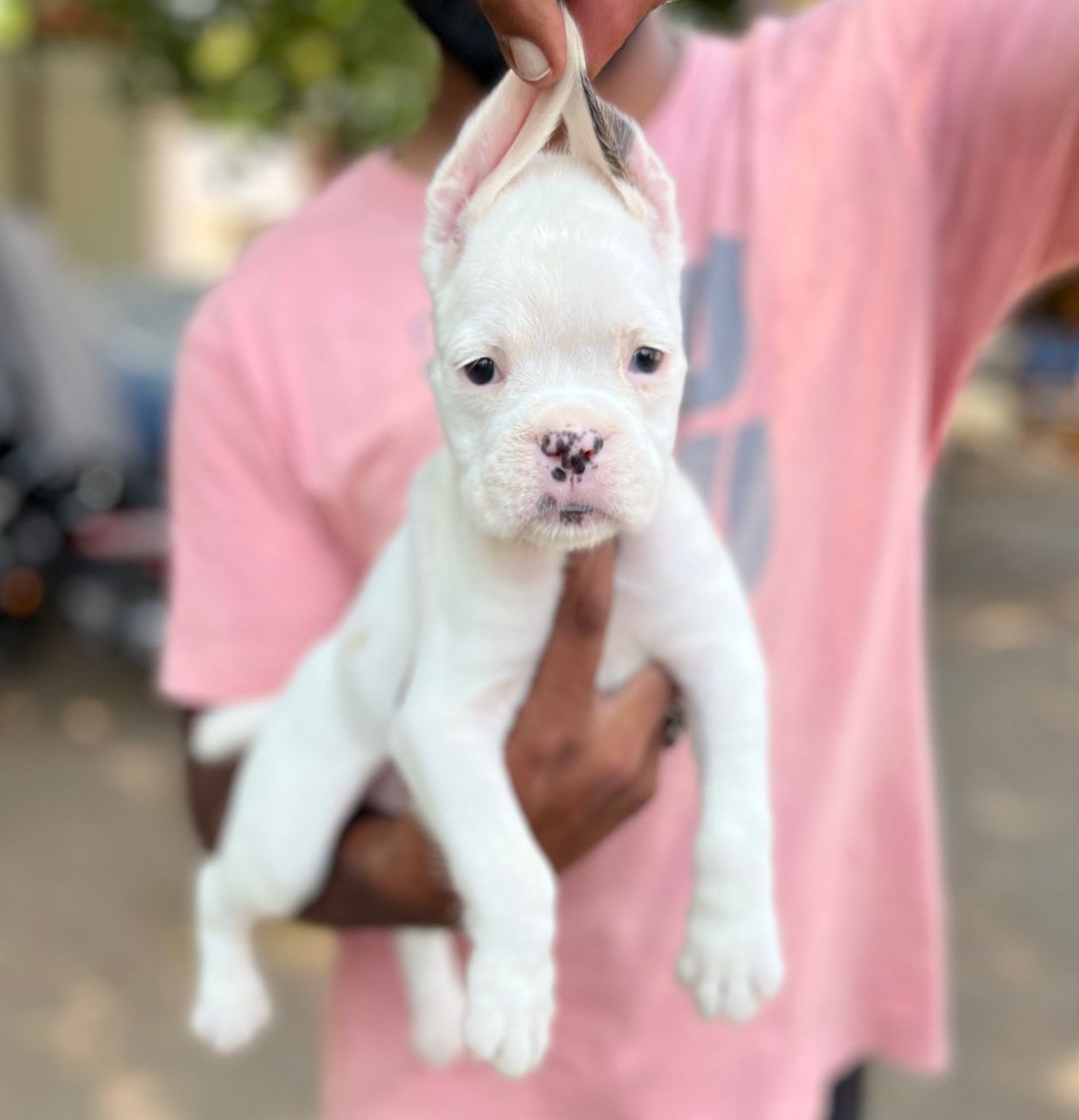 boxer dog breeder in hyderabad