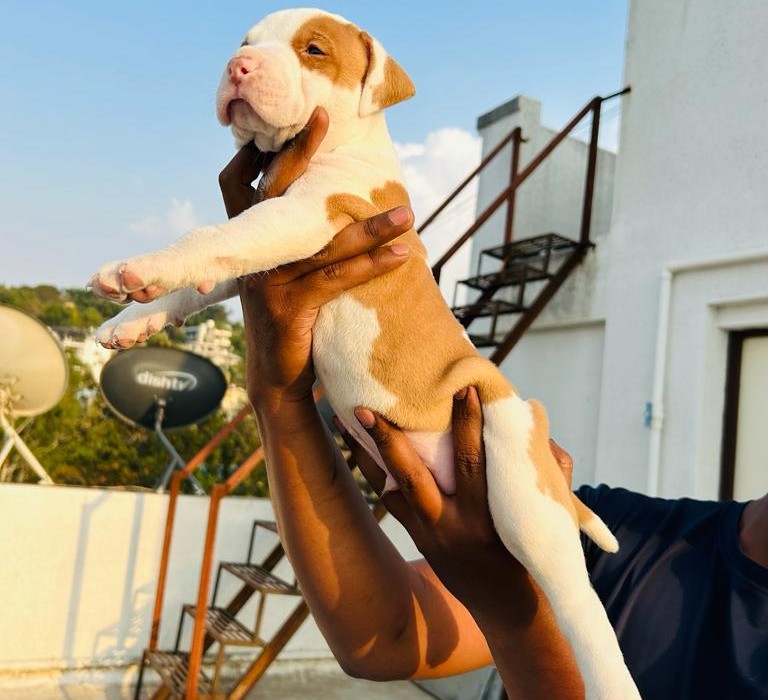 buy boxer puppy in hyderabad