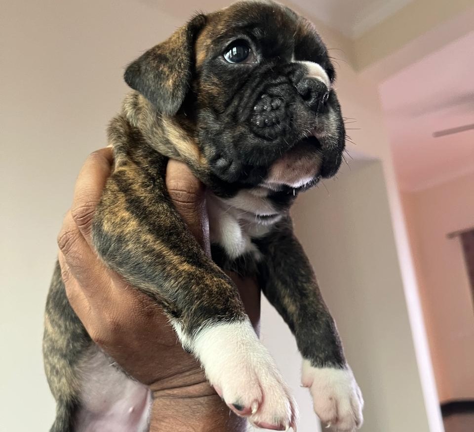 boxer dog for sale in hyderabad