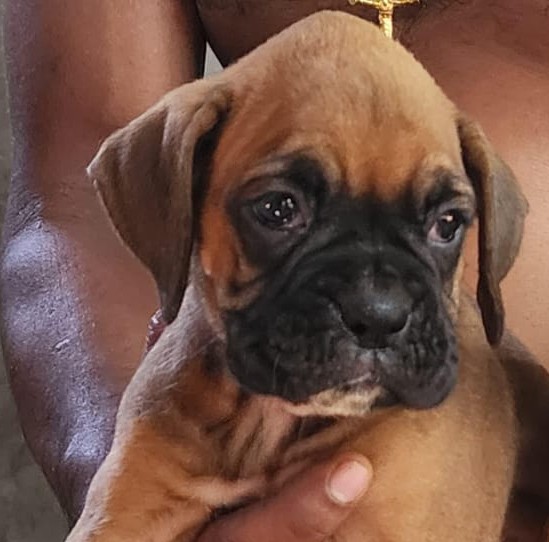 boxer dog price in hyderabad