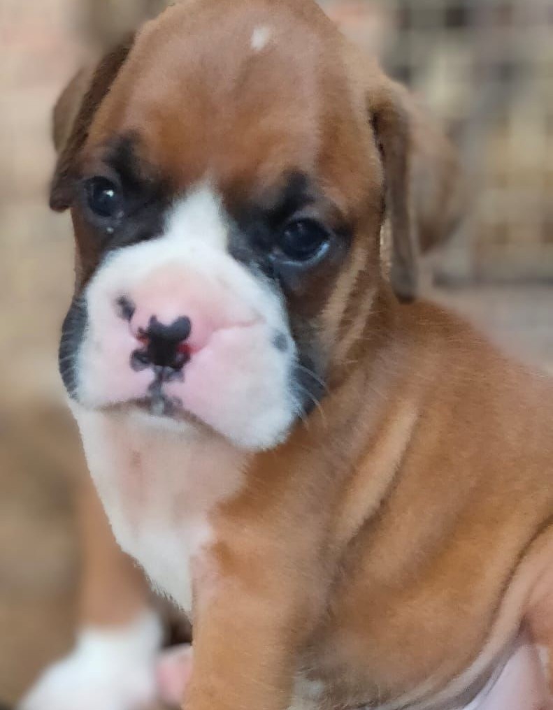 boxer puppies for sale online in hyderabad