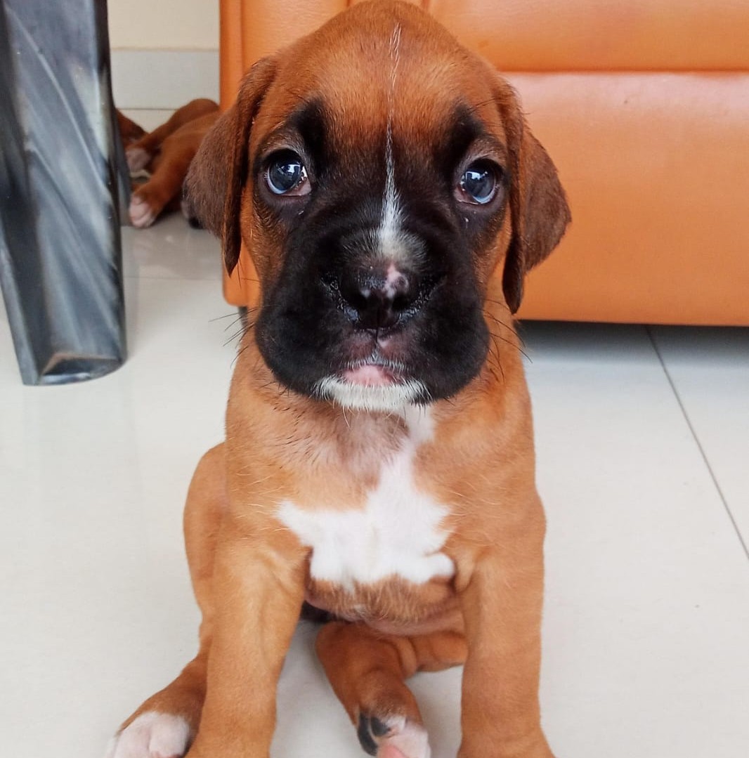 boxer dog breeder in goa