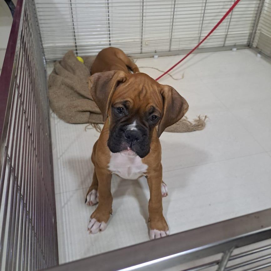 boxer puppies for sale online in goa