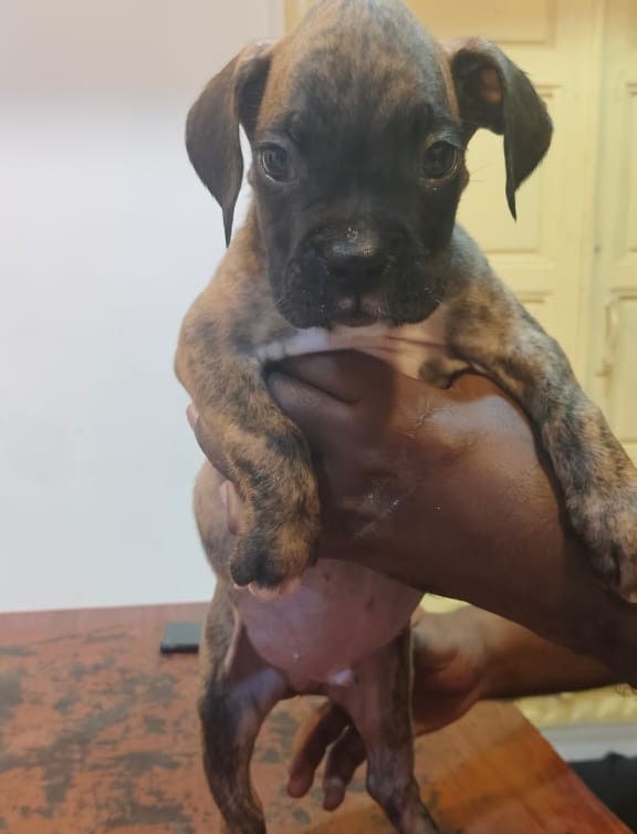 boxer pet shop in goa