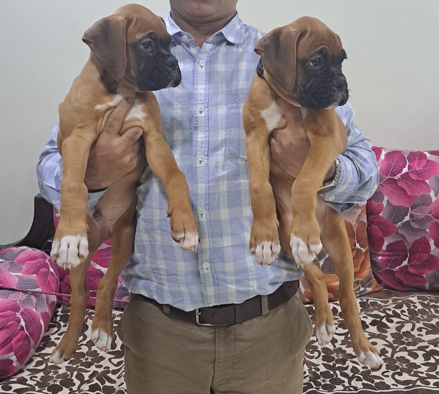 buy boxer puppies in goa